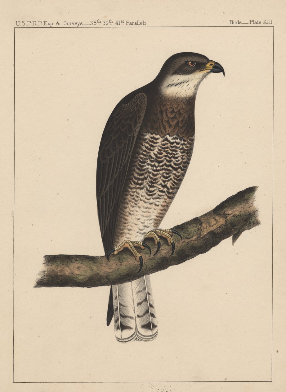 Ptaki, plansza XIII, 1855 autorstwa American School