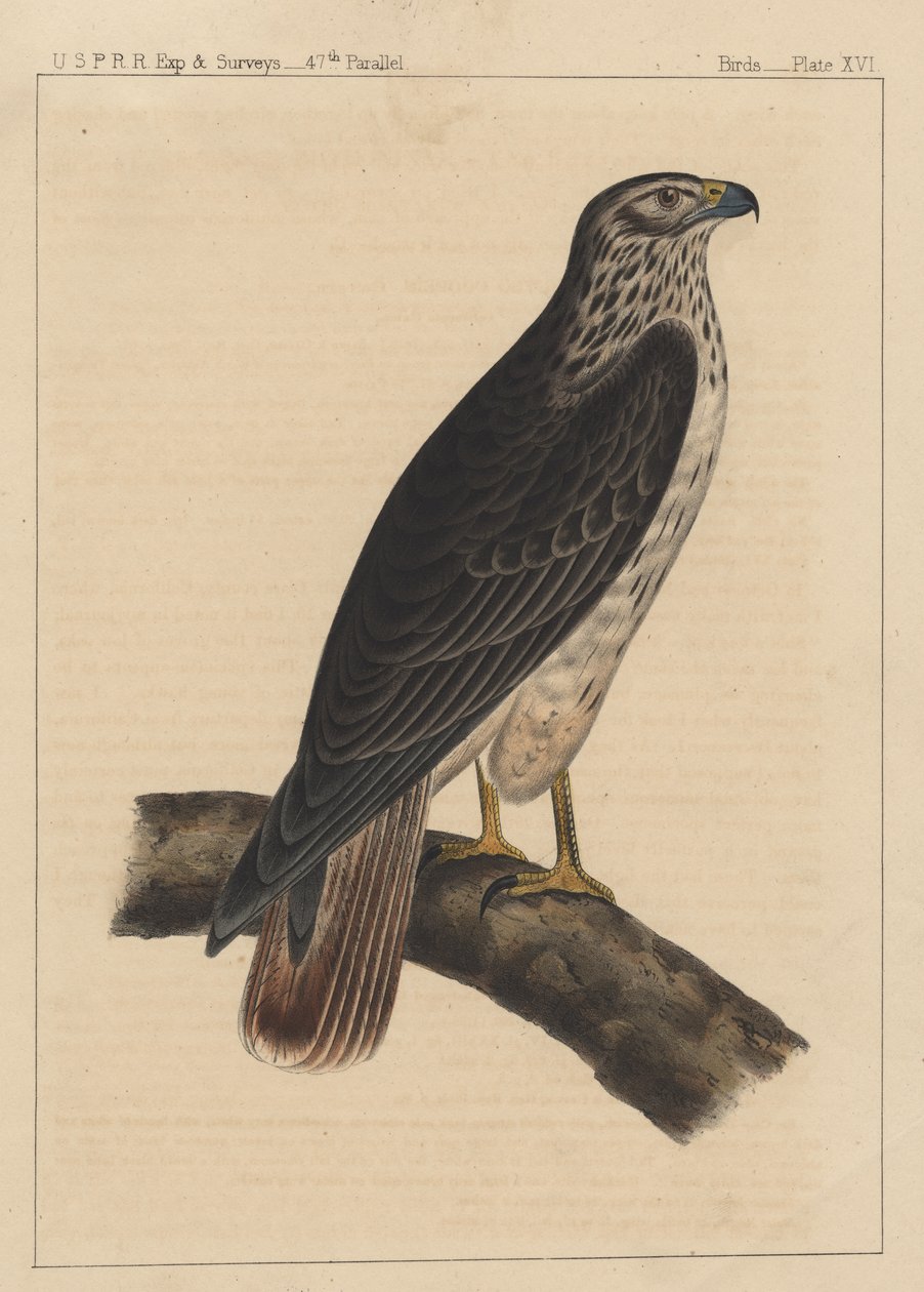 Ptaki, plansza XVI, 1855 autorstwa American School