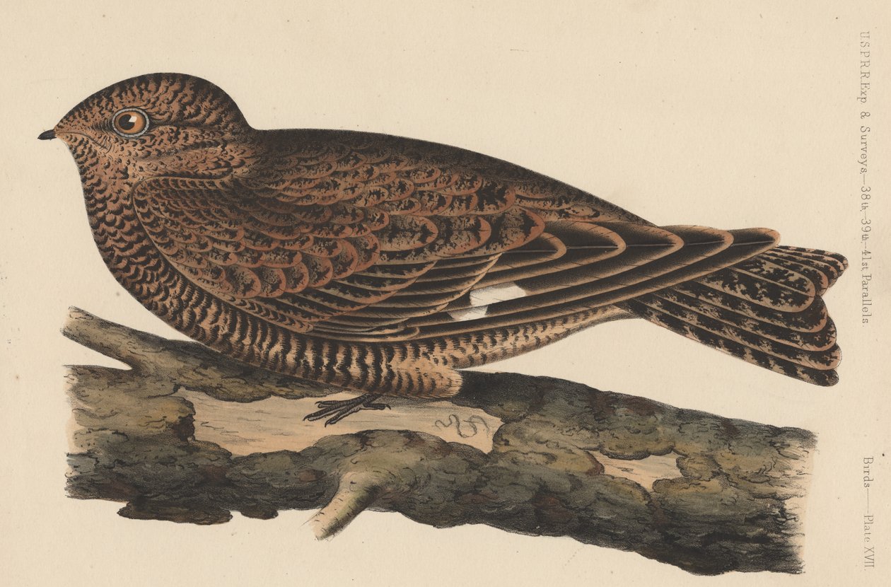 Ptaki, płyta XVII, 1855 autorstwa American School