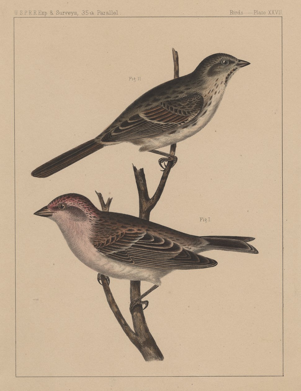 Ptaki, plansza XXVII, 1855 autorstwa American School
