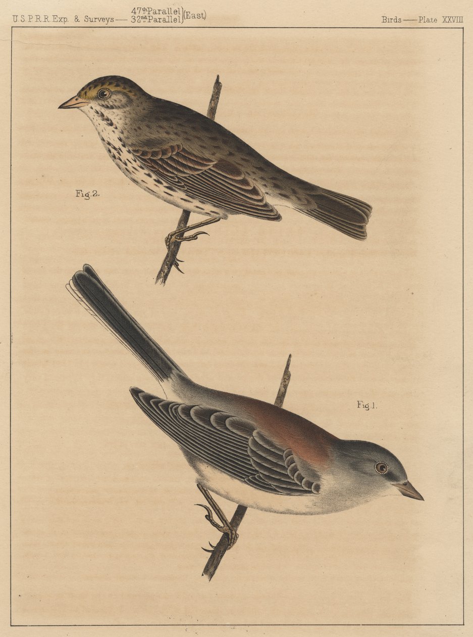 Ptaki, plansza XXVIII, 1855 autorstwa American School