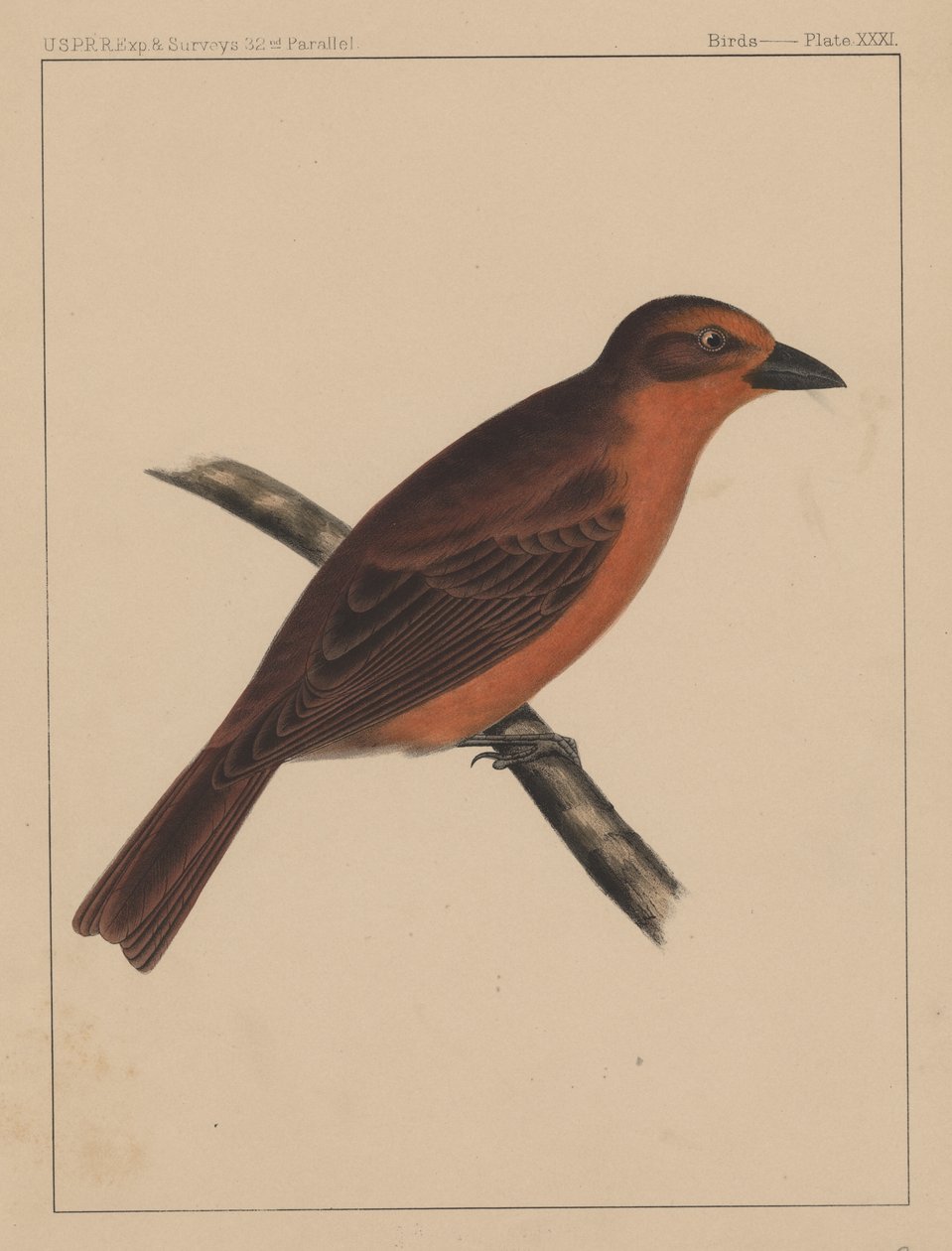 Ptaki, plansza XXXI, 1855 autorstwa American School