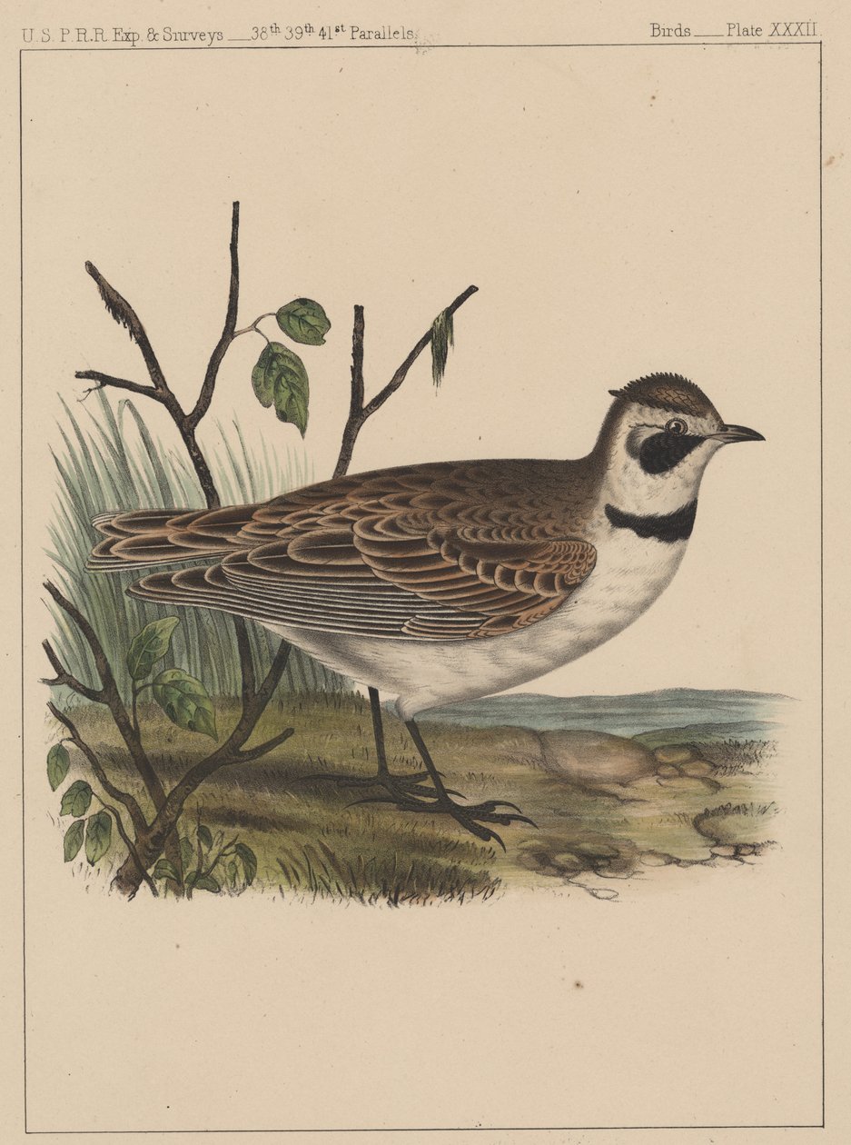 Ptaki, plansza XXXII, 1855 autorstwa American School