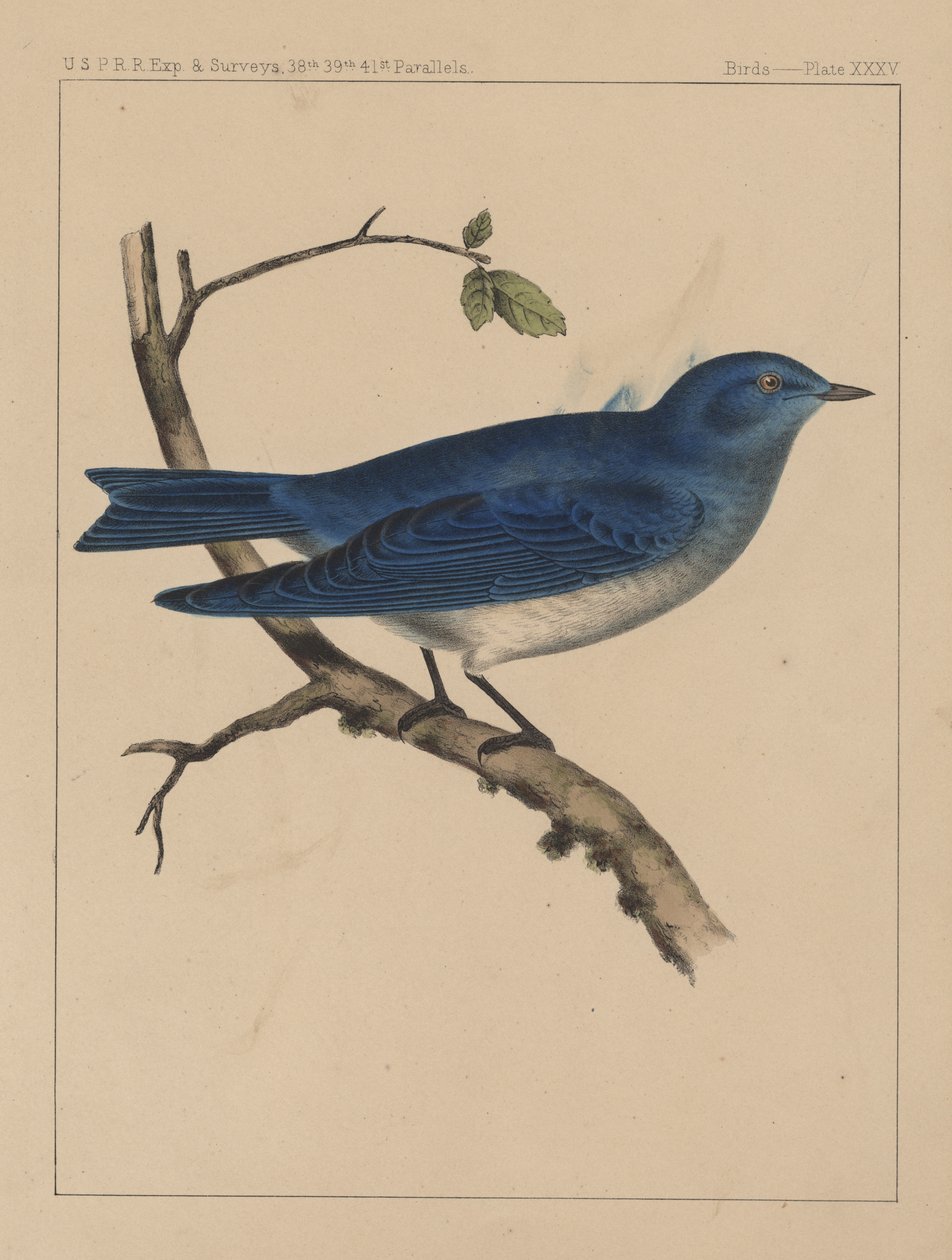 Ptaki, plansza XXXV, 1855 autorstwa American School