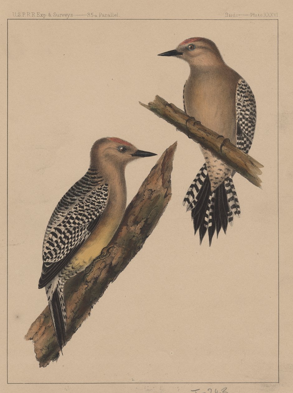 Ptaki, plansza XXXVI, 1855 autorstwa American School