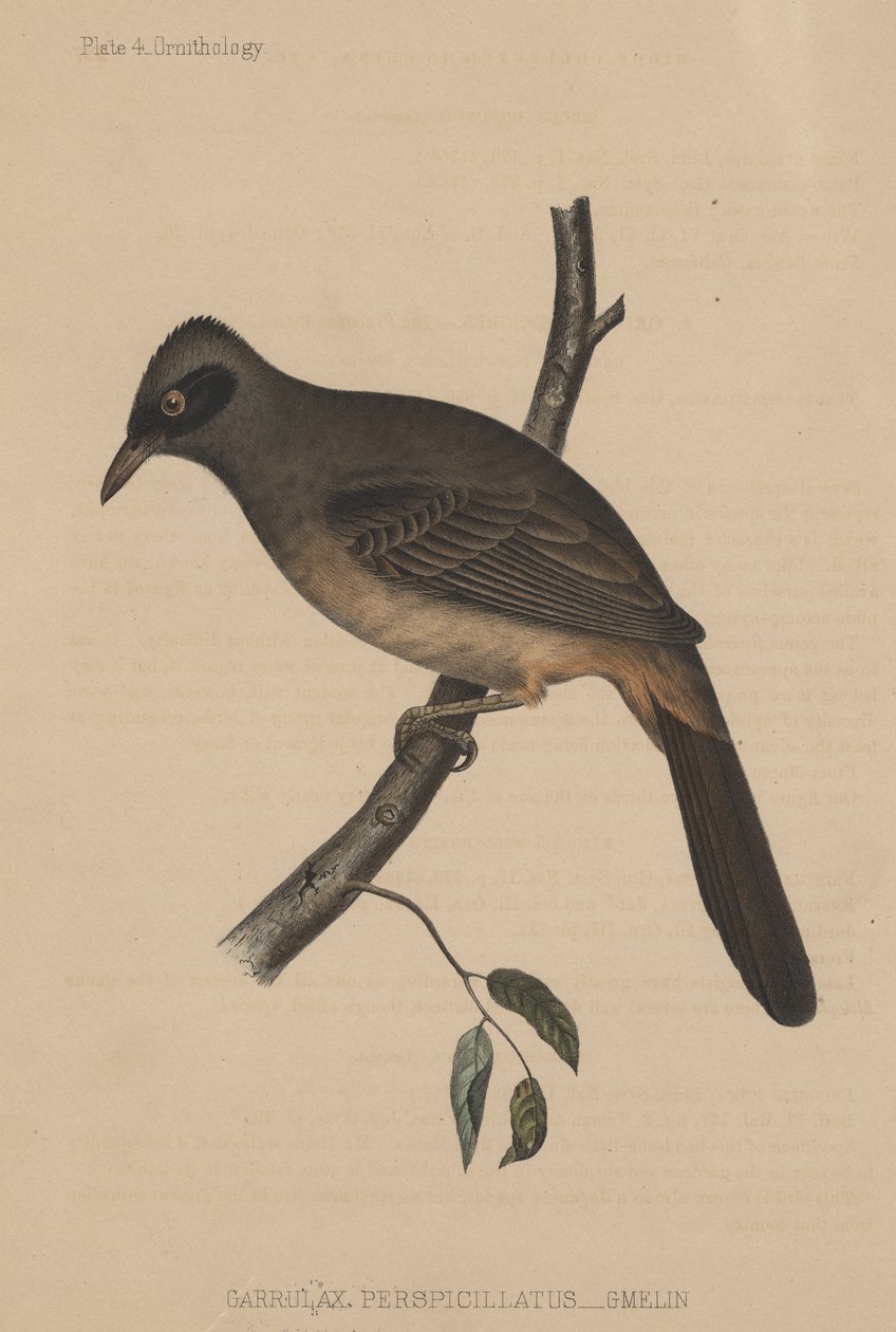 Garrulax perspicillatus (Gmelin), 1855 autorstwa American School
