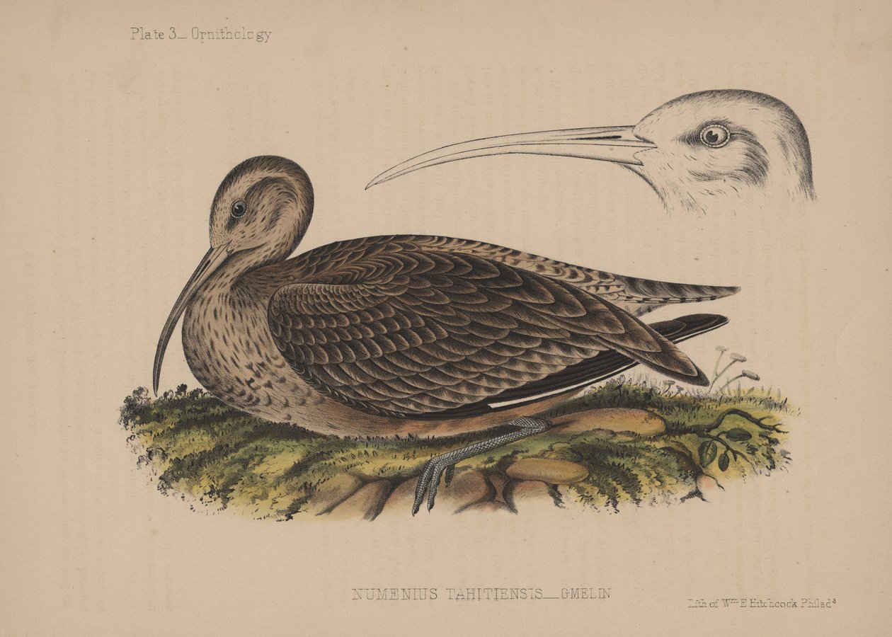 Numenius Tahitiensis (Gmelin), 1855 autorstwa American School