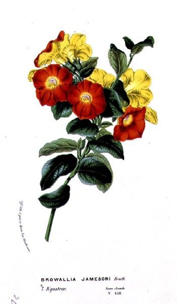 Browallia Jamesoni, z Horto Van Houtteano przez Louisa van Houtte (1810-76) c.1860 autorstwa Belgian School