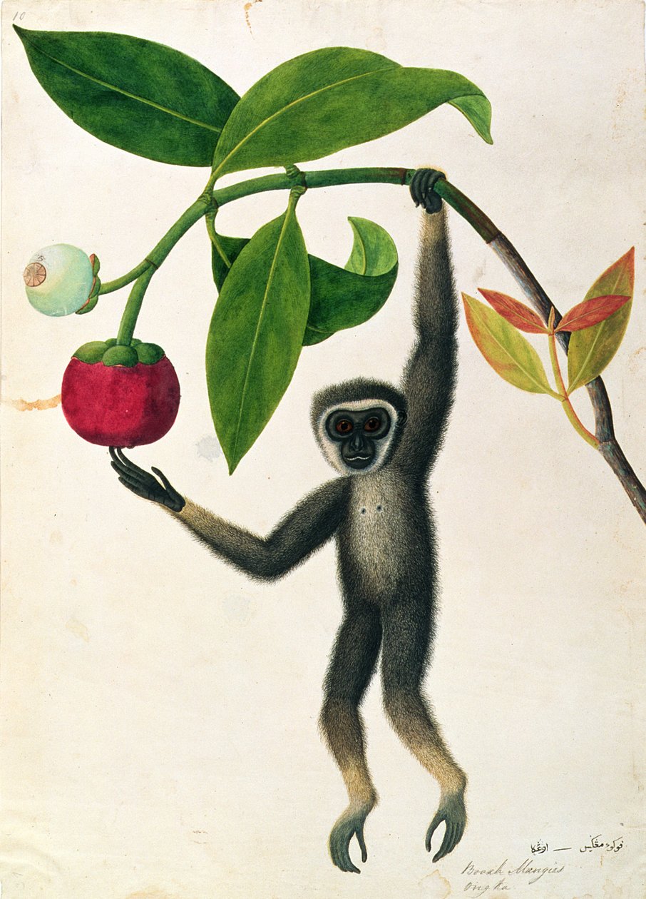 Gibon zwinny lub gibon czarnoręczny, z Rysunków zwierząt, owadów i gadów z Malakki, ok. 1805-18 (toaleta i gwasz na papierze) autorstwa Chinese School
