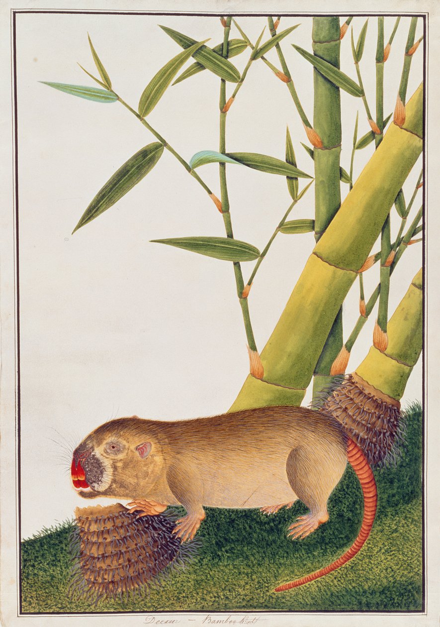 Szczur bambusowy, Dekan, z Rysunków zwierząt, owadów i gadów z Malakki, ok. 1805-18 (wc i gwasz na papierze) autorstwa Chinese School