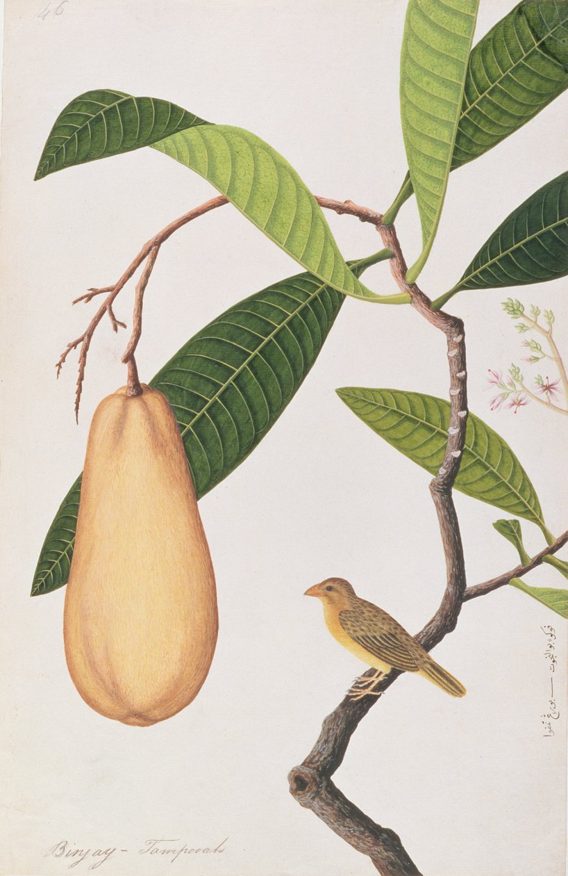 Baya Weaver, z Rysunków ptaków z Malakki, ok. 1805-18 (wc na papierze) autorstwa Chinese School