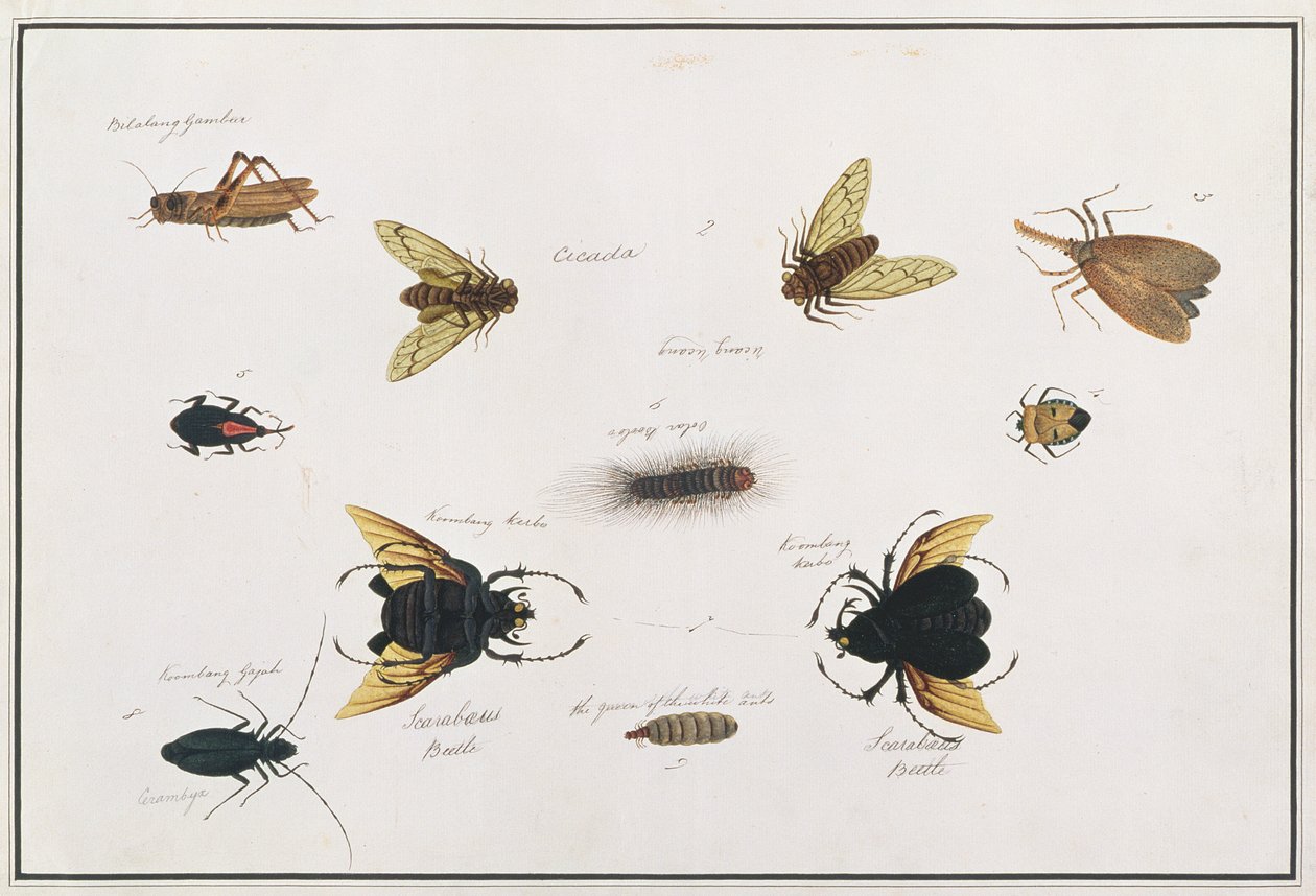 Bilalang Gambur, Cykada, Koombang Kerbo, Koombang Gajah, Scaraboeus Beetle, Ucanucang, z Rysunków zwierząt, owadów i gadów z Malakki, ok. 1805-18 (wc i gwasz na papierze) autorstwa Chinese School