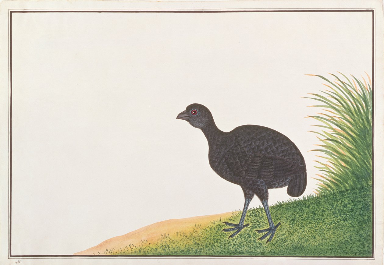 Czarna kuropatwa, z Rysunków ptaków z Malakki, ok. 1805-18 (wc na papierze) autorstwa Chinese School