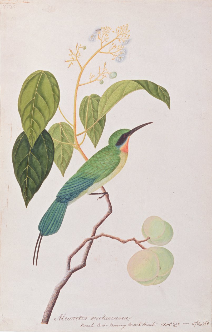 Żołna błękitna, z Rysunków ptaków z Malakki, ok. 1805-18 (wc na papierze) autorstwa Chinese School