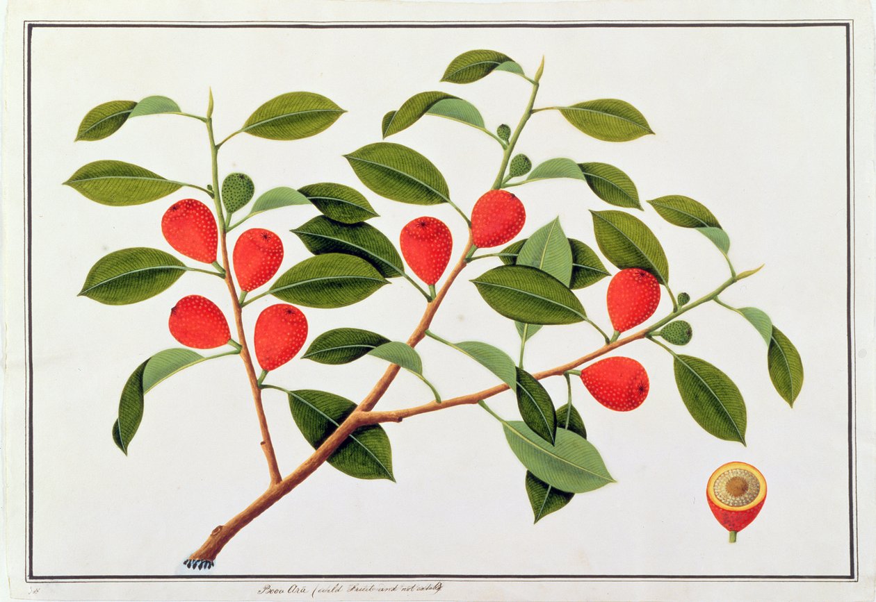 Booa Ara, niejadalne dzikie owoce, z Rysunków roślin z Malakki, ok. 1805-18 (wc na papierze) autorstwa Chinese School