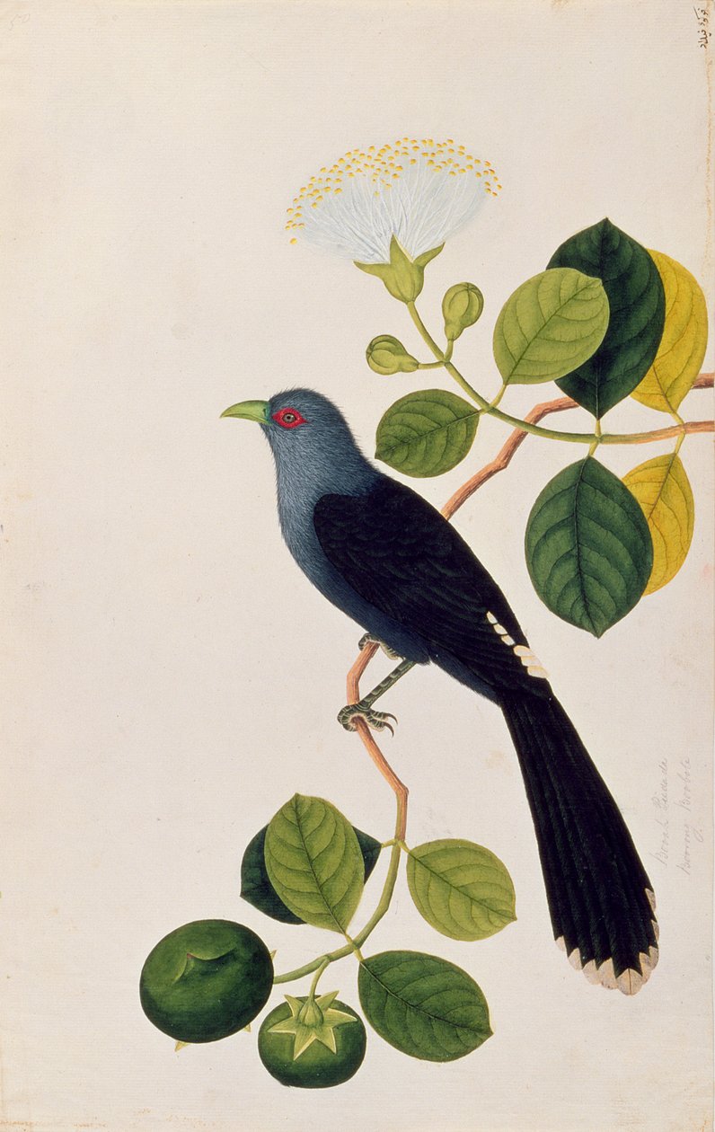 Booah Piedada, Boorong Boobote, z Rysunków ptaków z Malakki, ok. 1805-18 (wc na papierze) autorstwa Chinese School