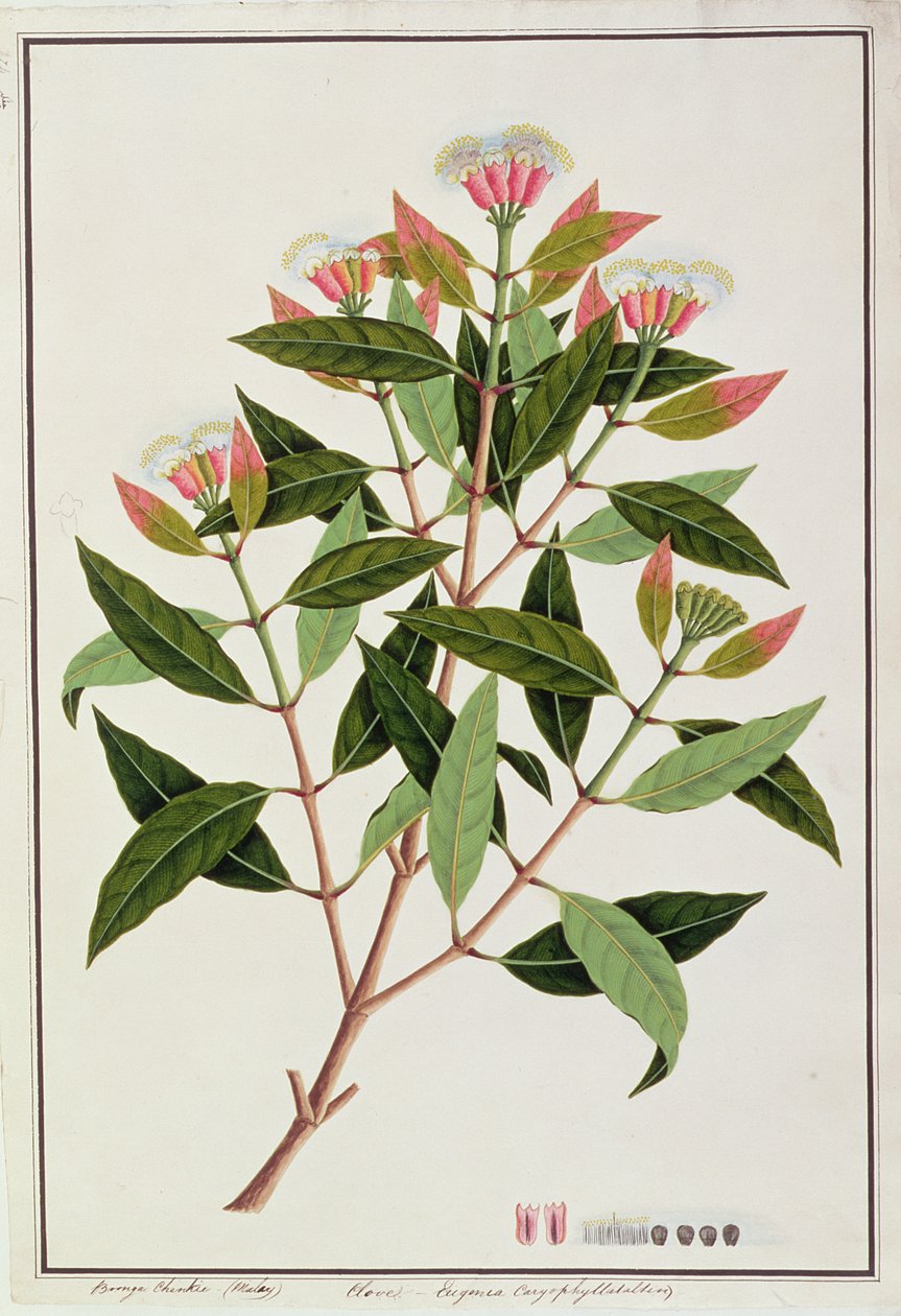 Boongo Chinkie (malajski), Eugenia Caryophyllatallen lub Goździk, z Rysunków roślin z Malakki, ok. 1805-18 (wc na papierze) autorstwa Chinese School