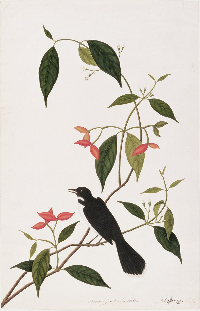Nudne Janke-cheeR utah, z Rysunków ptaków z Malakki, ok. 1805-18 (wc na papierze) autorstwa Chinese School