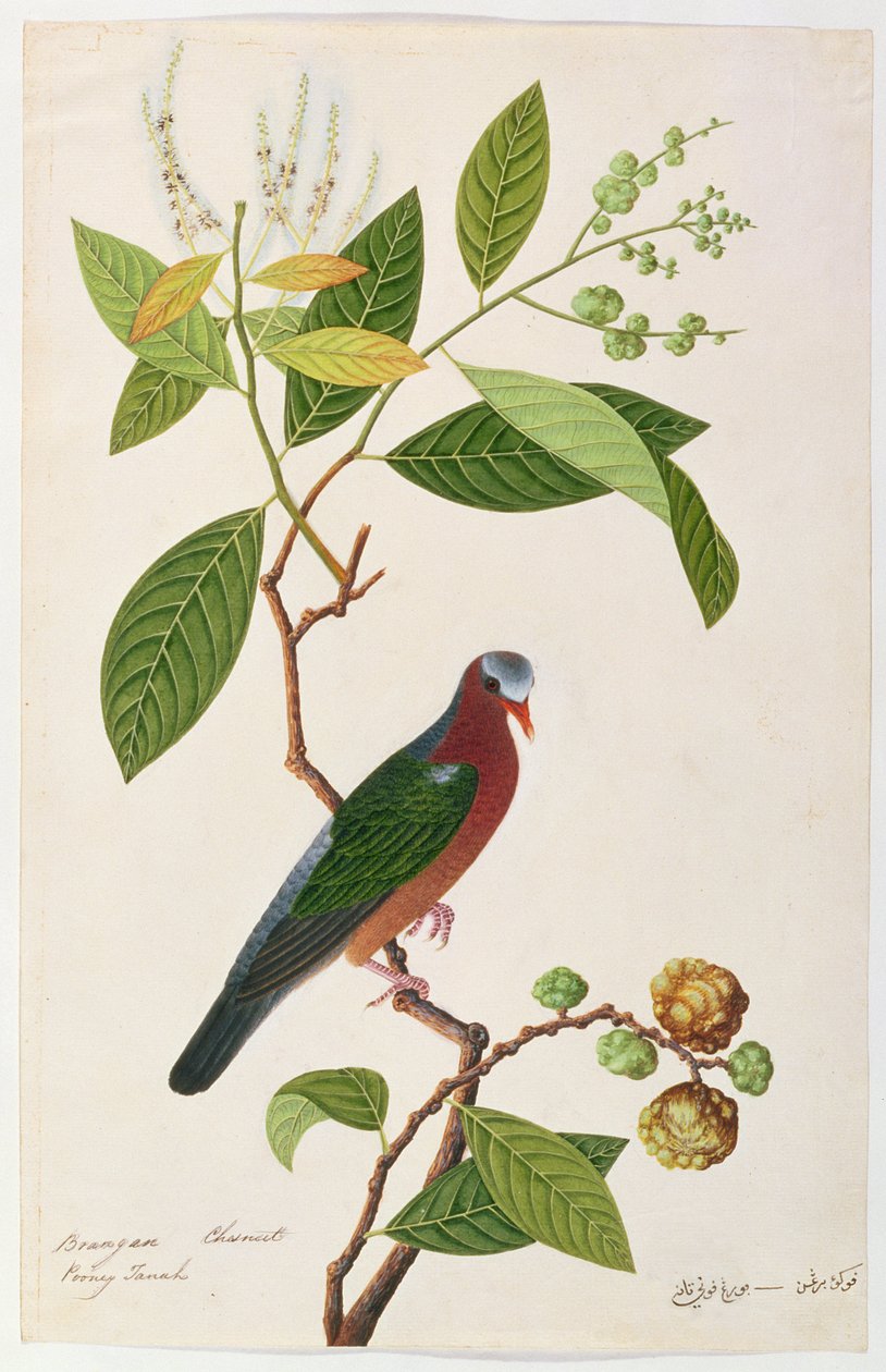Kasztan Brangan, Pooney Tanah, z Rysunków ptaków z Malakki, ok. 1805-18 (wc na papierze) autorstwa Chinese School
