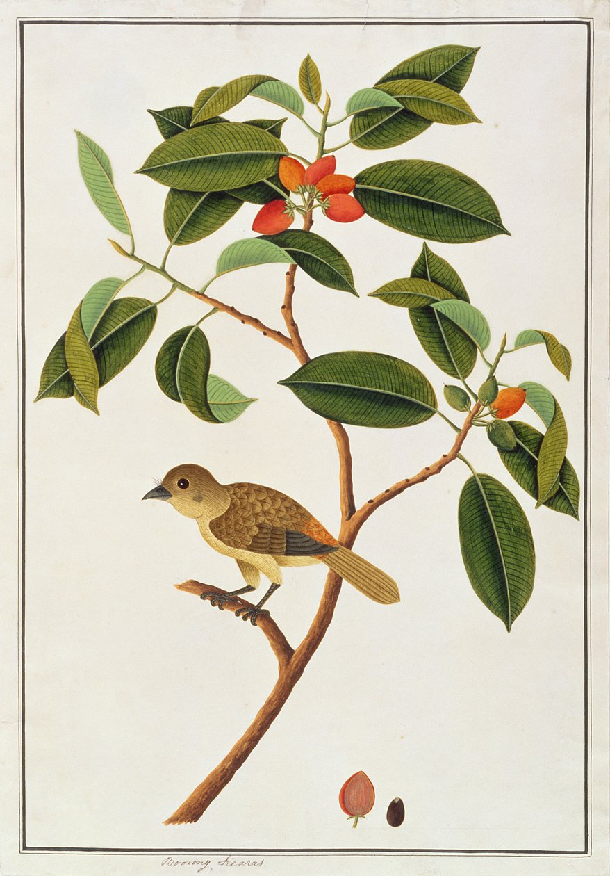 Brązowy Barbet, z Rysunków ptaków z Malakki, ok. 1805-18 (wc na papierze) autorstwa Chinese School