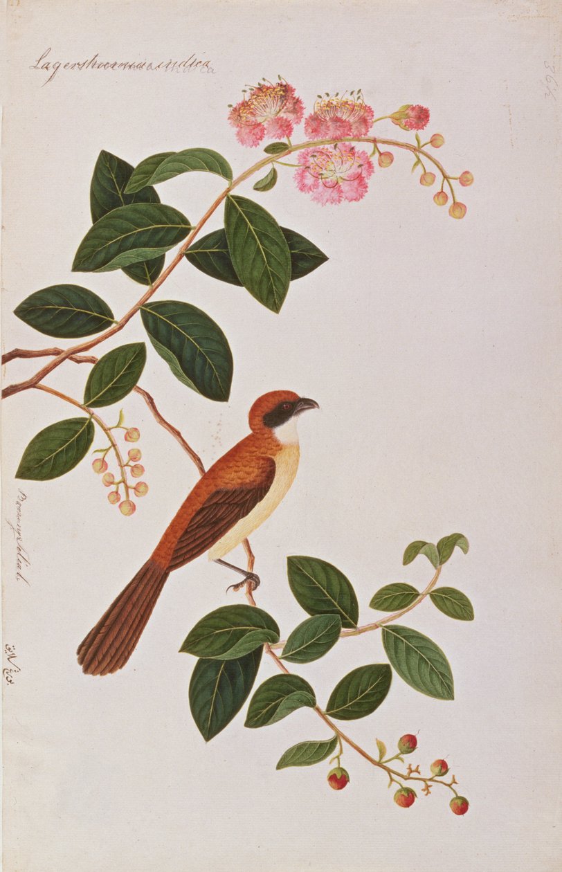 Brązowa Dzierzba, Rysunki ptaków z Malakki, ok. 1805-18 (wc na papierze) autorstwa Chinese School