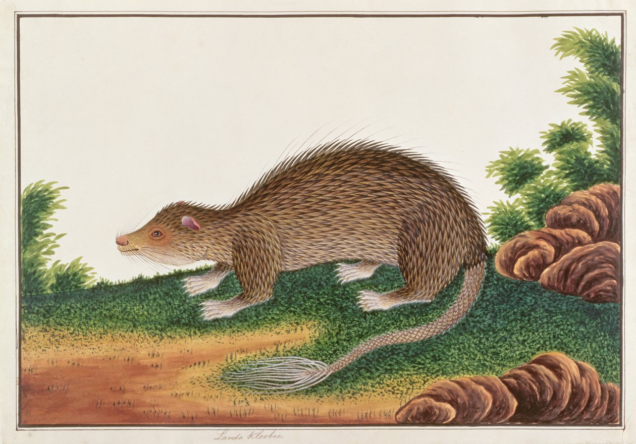 Jeżozwierz pędzelkowaty, z Rysunków zwierząt, owadów i gadów z Malakki, ok. 1805-18 (toaleta i gwasz na papierze) autorstwa Chinese School