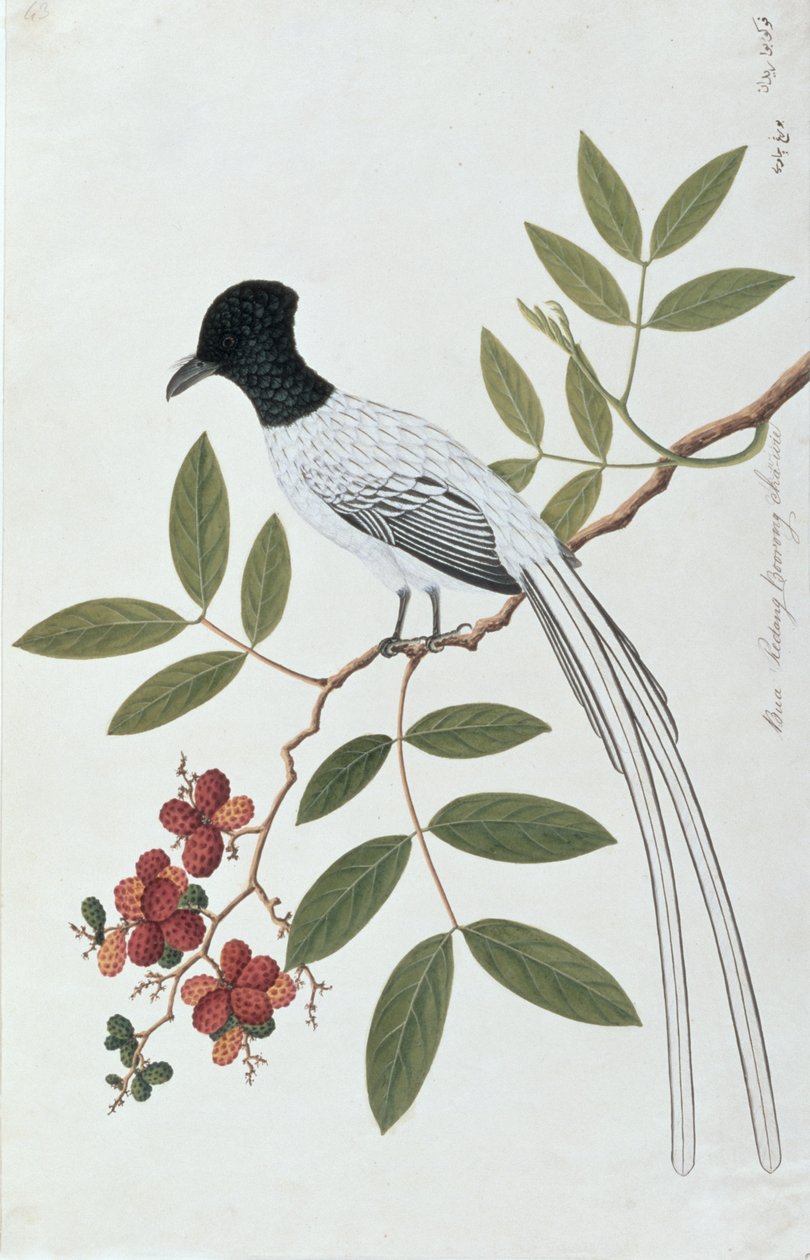 Bua Redang Boorong cha-wie, z Rysunków ptaków z Malakki, ok. 1805-18 (wc na papierze) autorstwa Chinese School