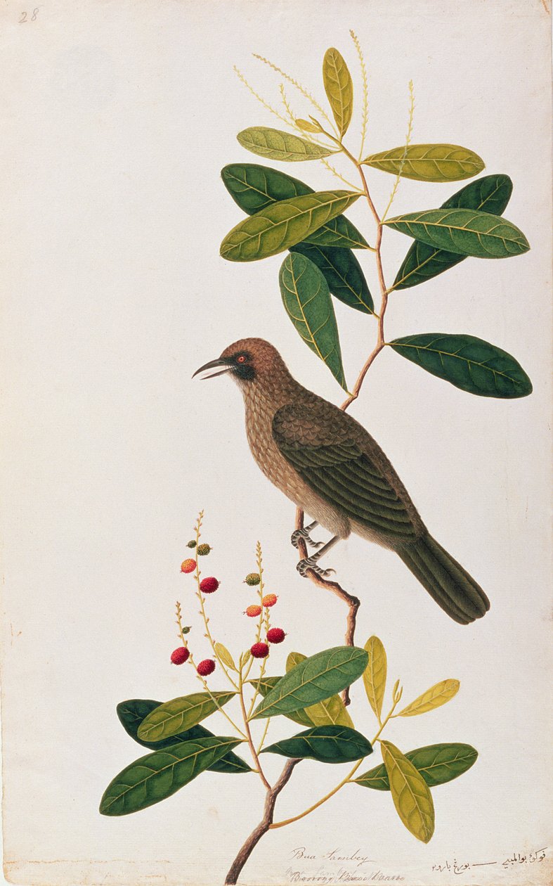 Bua Sambey, Boorong Baroo Baroo, z Rysunków ptaków z Malakki, ok. 1805-18 (wc na papierze) autorstwa Chinese School