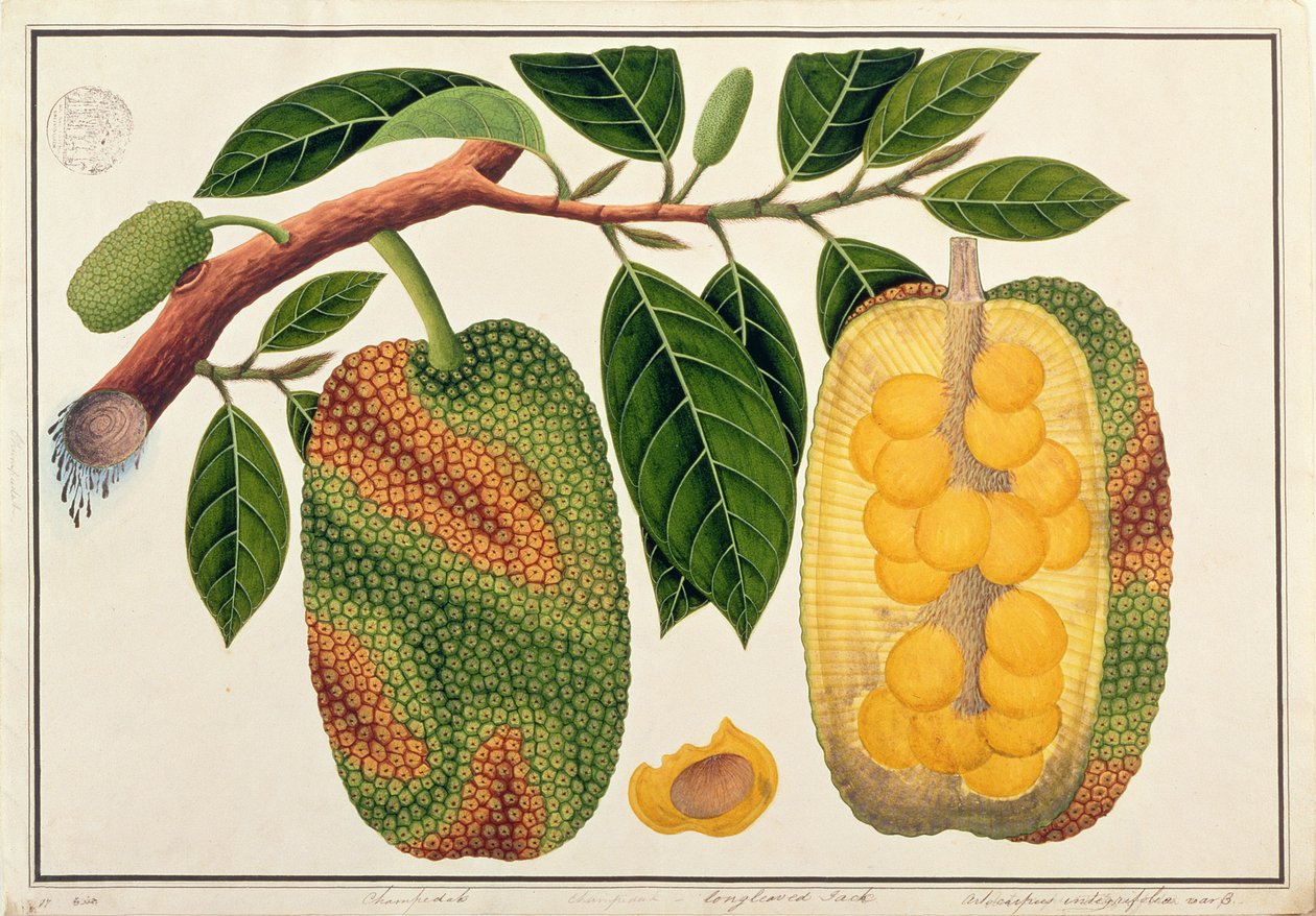 Champedak Artocarpus integrifolia lub długolistny Jack, z Rysunków roślin z Malakki, ok. 1805-18 (wc na papierze) autorstwa Chinese School