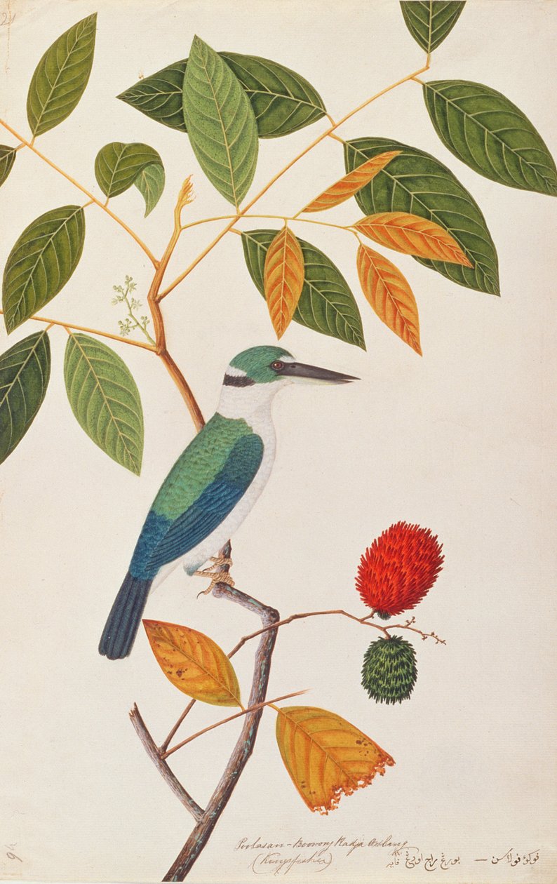 Zimorodek obrożny, z Rysunków ptaków z Malakki, ok. 1805-18 (wc na papierze) autorstwa Chinese School