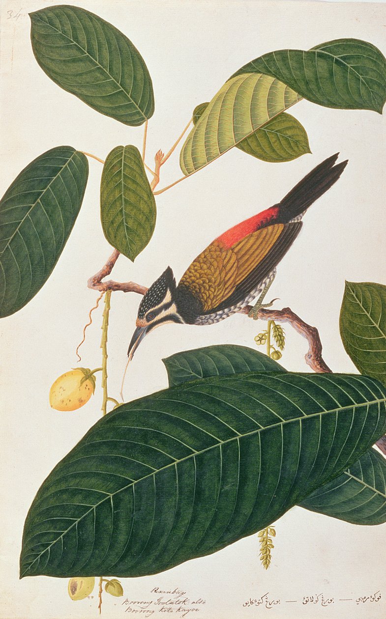 Goldenback, Rysunki ptaków z Malakki, ok. 1805-18 (wc na papierze) autorstwa Chinese School
