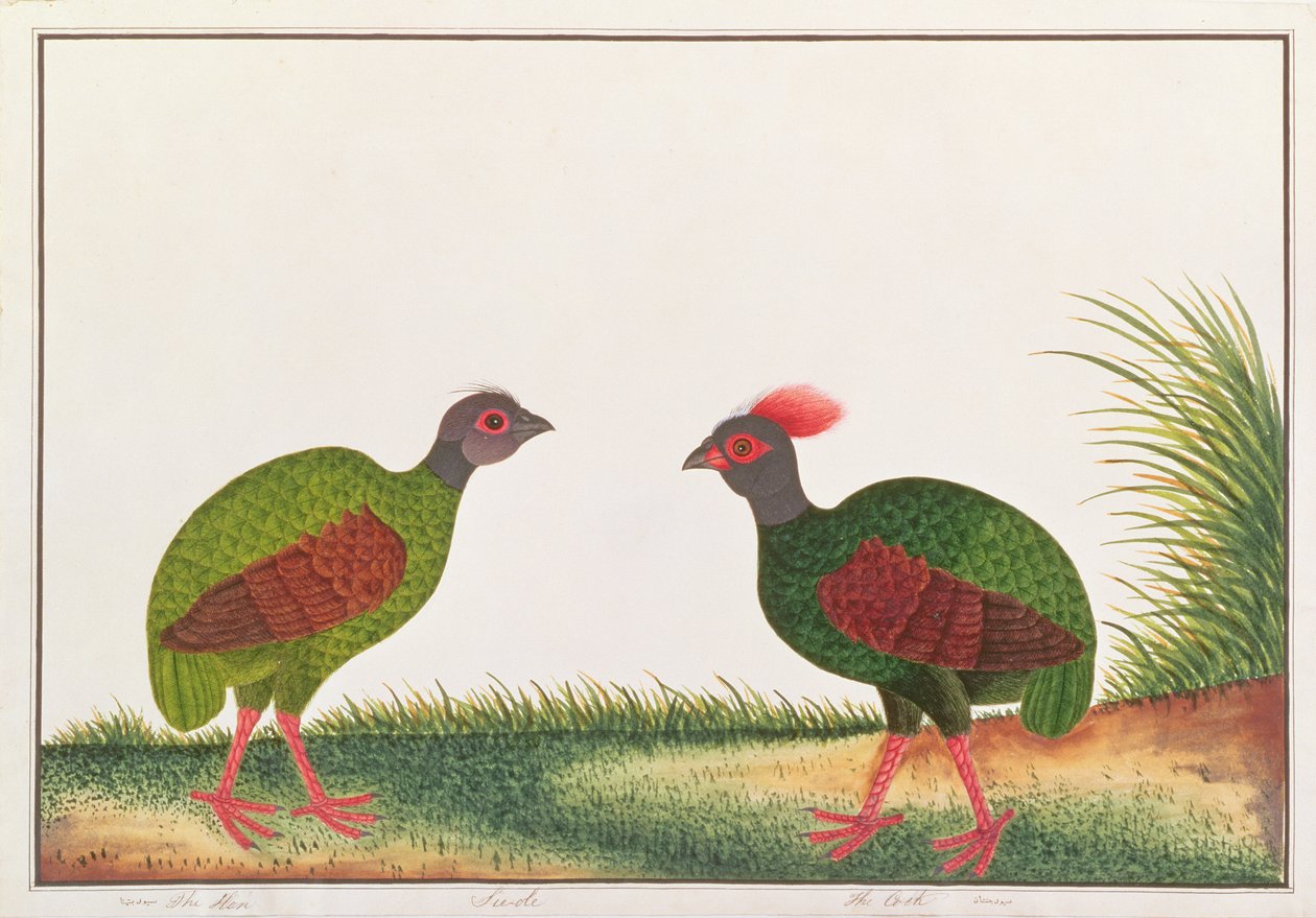 Czubata kuropatwa, kura i kogut, z rysunków ptaków z Malakki, ok. 1805-18 (wc na papierze) autorstwa Chinese School