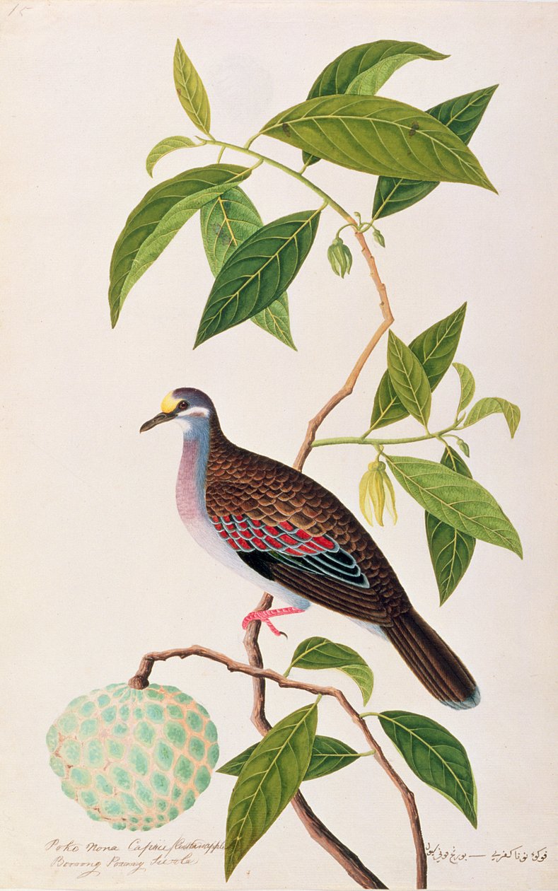 Custard Apple, Poke Nona Caprie z Boorong Pooney Sieole, z Rysunków ptaków z Malakki, ok. 1805-18 (wc na papierze) autorstwa Chinese School