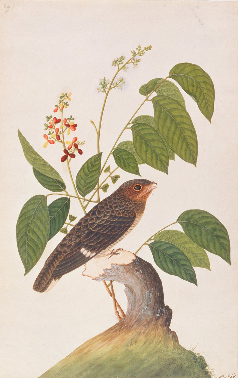 Ciemny Broadbill, z Rysunków ptaków z Malakki, ok. 1805-18 (wc na papierze) autorstwa Chinese School