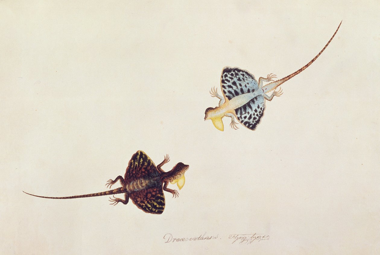 Latająca Jaszczurka, Draco volans, Sumpah Sumpah, z Rysunków zwierząt, owadów i gadów z Malakki, ok. 1805-18 (wc i gwasz na papierze) autorstwa Chinese School