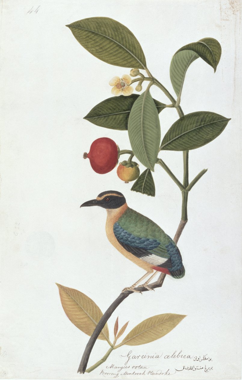 Garcinia celebica, Mangies ootan, Bourong Mentooah Plandoka, z Rysunków ptaków z Malakki, ok. 1805-18 (wc na papierze) autorstwa Chinese School