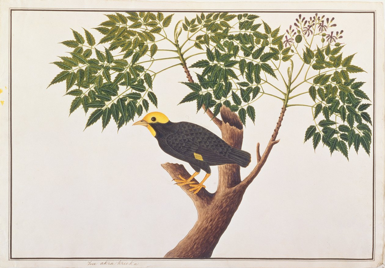 Myna Złocisty, z Rysunków ptaków z Malakki, ok. 1805-18 (wc na papierze) autorstwa Chinese School