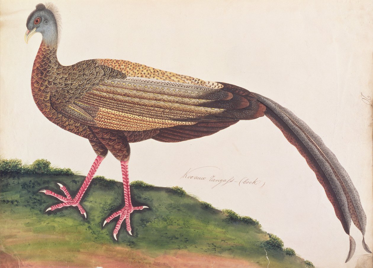 Argus Wielki, z Rysunków ptaków z Malakki, ok. 1805-18 (wc na papierze) autorstwa Chinese School