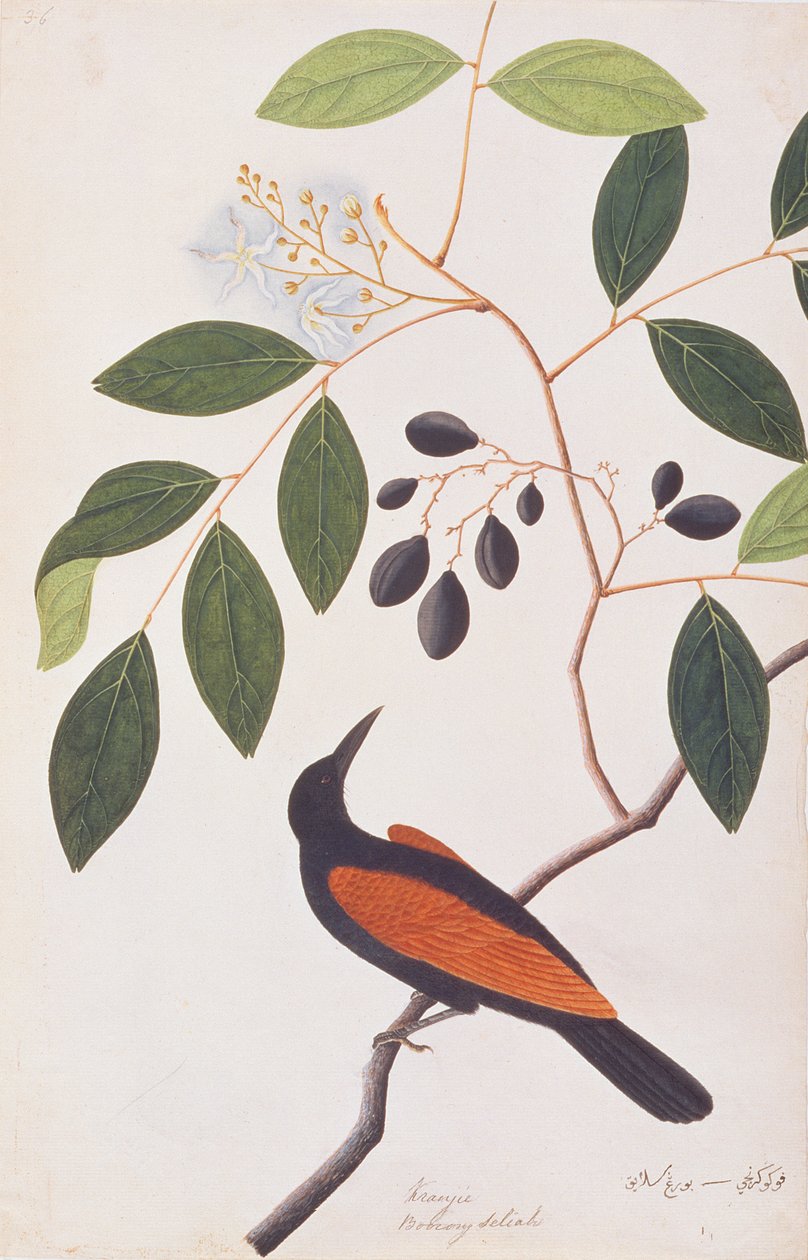 Kukal Wielki, z Rysunków ptaków z Malakki, ok. 1805-18 (wc na papierze) autorstwa Chinese School