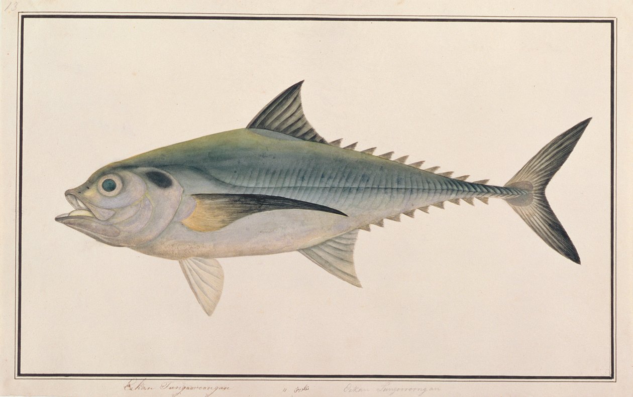 Hardtail Scad, z Rysunków ryb z Malakki, ok. 1805-18 (wc na papierze) autorstwa Chinese School