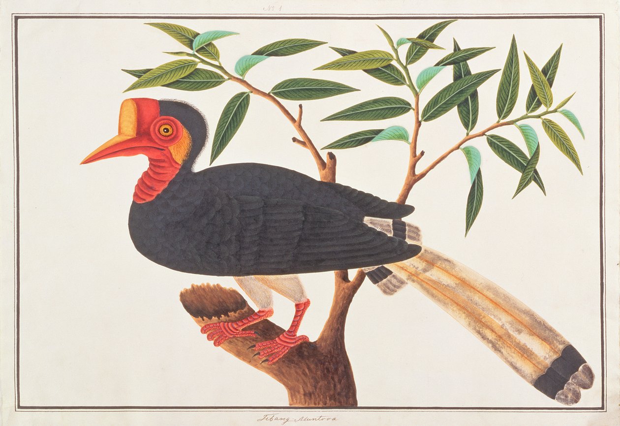 Dzioborożec w hełmie, z Rysunków ptaków z Malakki, ok. 1805-18 (wc na papierze) autorstwa Chinese School