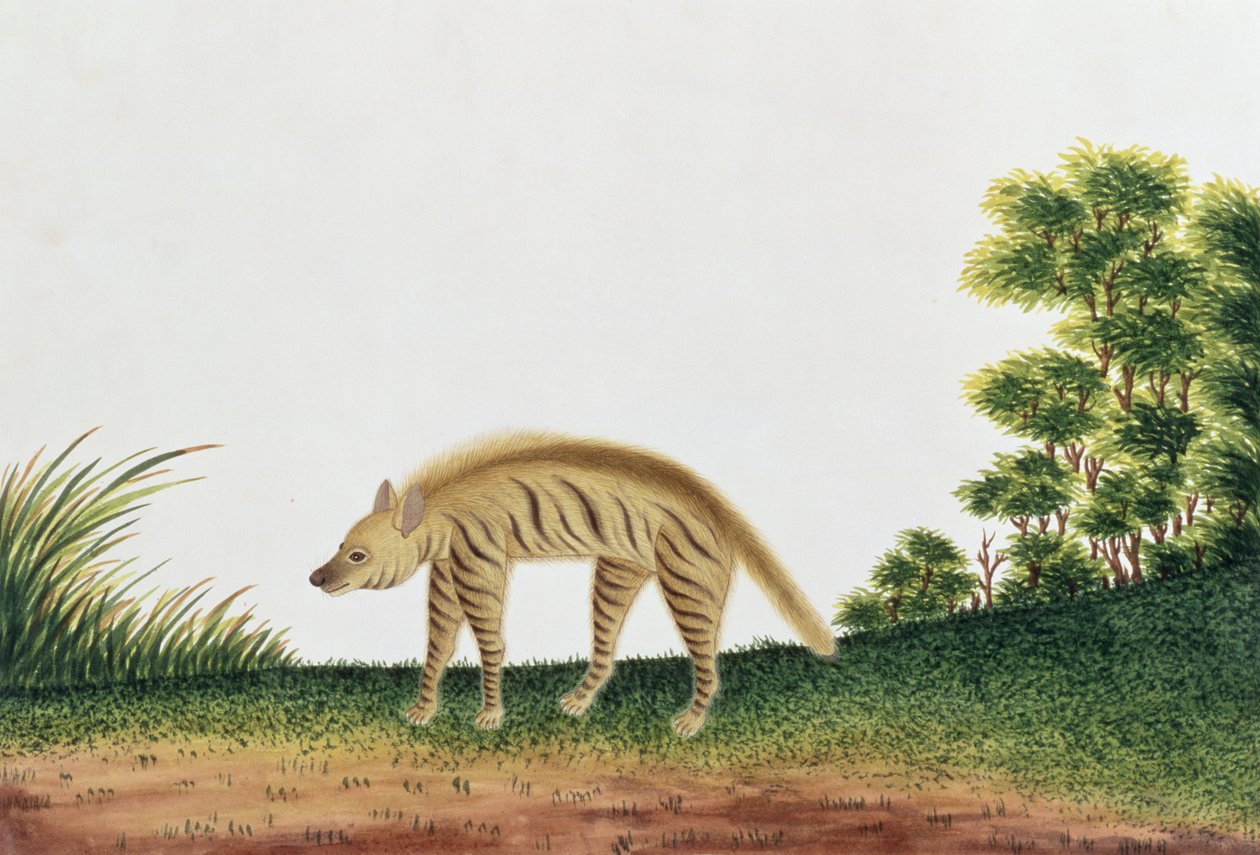 Hiena, Rysunki zwierząt, owadów i gadów z Malakki, ok. 1805-18 (wc i gwasz na papierze) autorstwa Chinese School