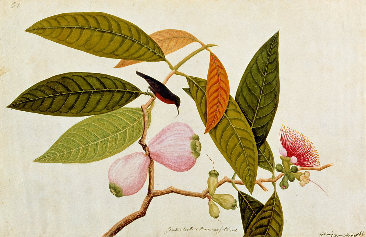 Jamboo, Boll and Humming Bird, z Rysunków ptaków z Malakki, ok. 1805-18 (wc na papierze) autorstwa Chinese School