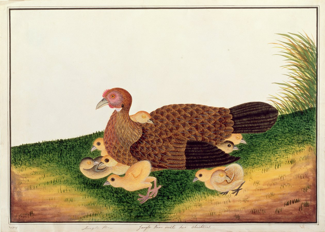 Jangle Hen z kurami, z Rysunków ptaków z Malakki, ok. 1805-18 (wc na papierze) autorstwa Chinese School