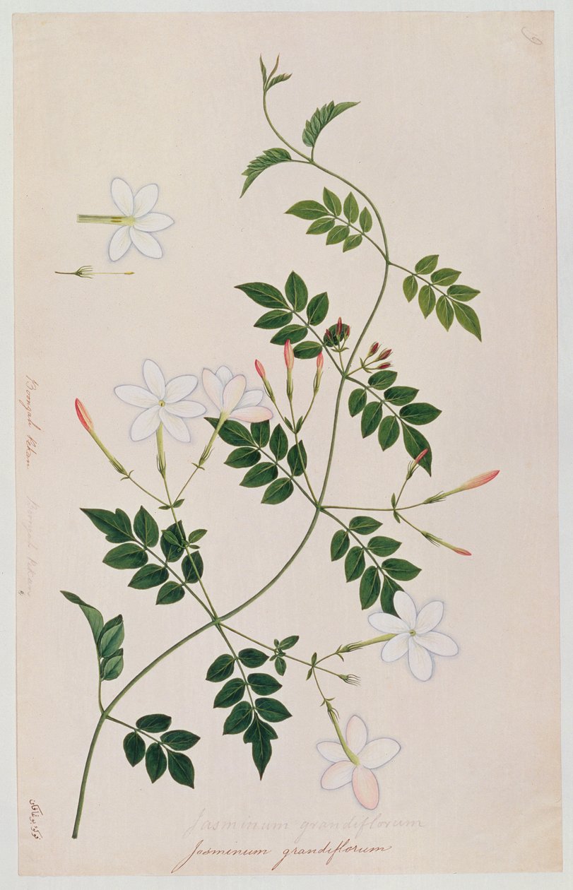 Jasminum grandiflorum, z Rysunków roślin z Malakki, ok. 1805-18 (wc na papierze) autorstwa Chinese School