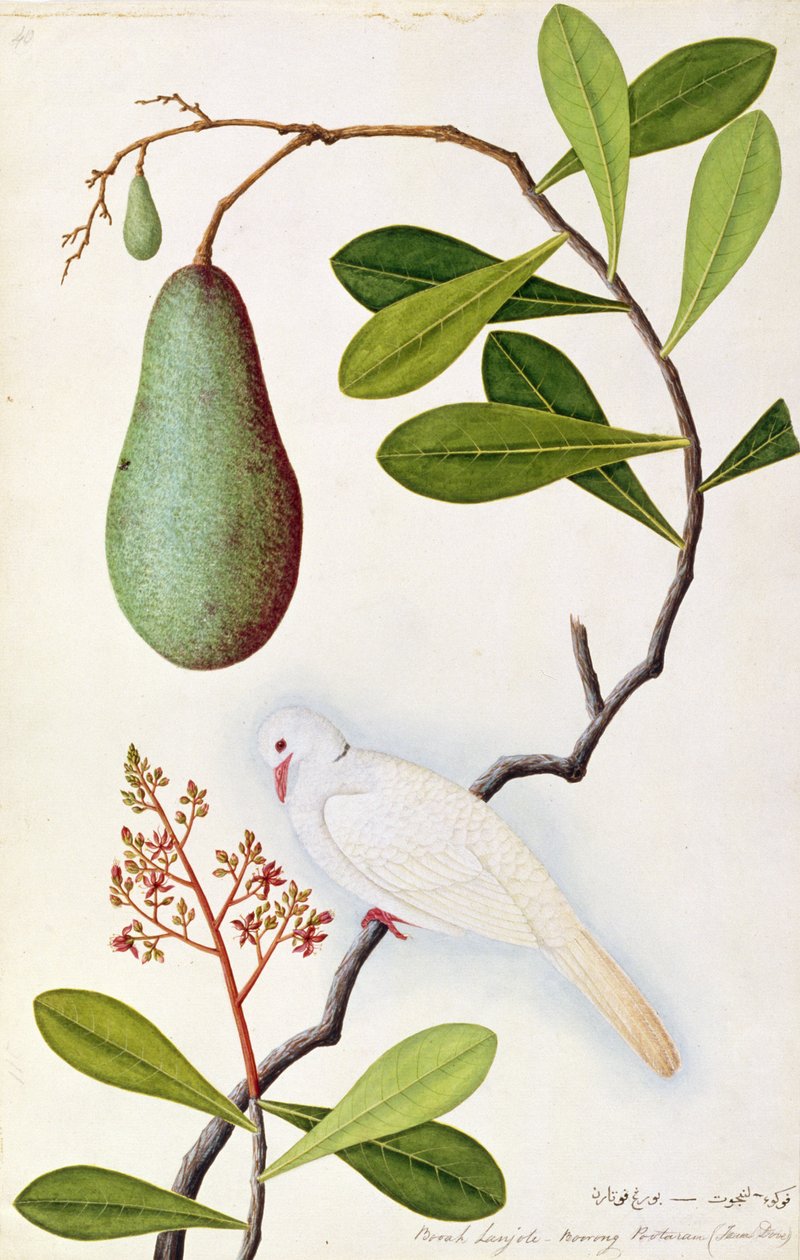 Java Dove lub Boorah Poutaran, z Rysunków ptaków z Malakki, ok. 1805-18 (wc na papierze) autorstwa Chinese School
