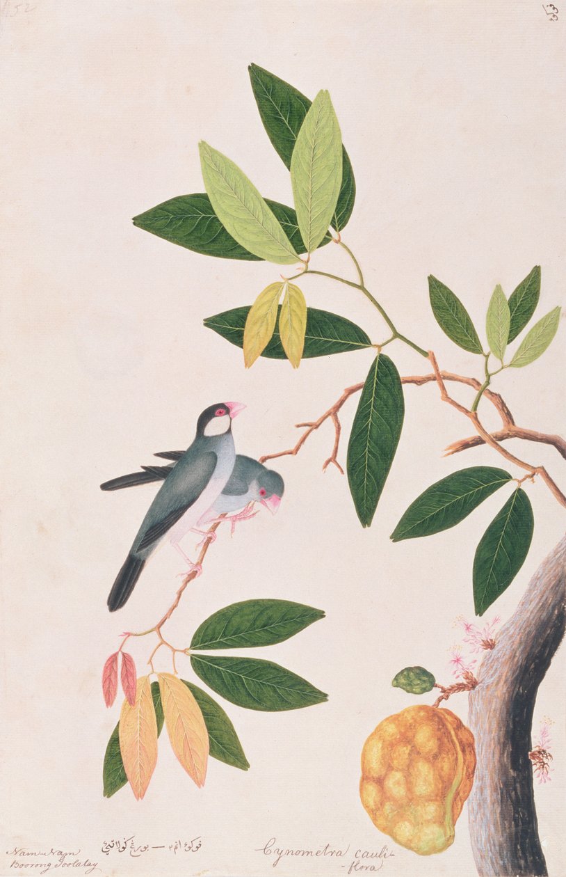 Wróbel jawajski, z Rysunków ptaków z Malakki, ok. 1805-18 (wc na papierze) autorstwa Chinese School