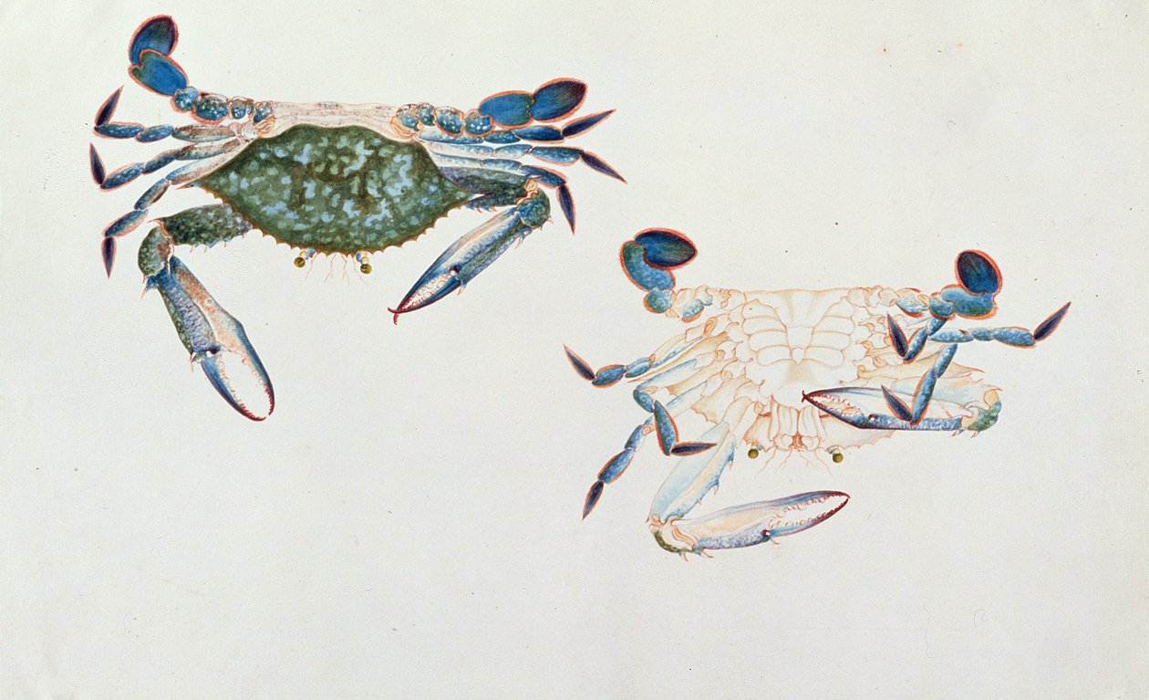 Ketam Rinyong, z Rysunków zwierząt, owadów i gadów z Malakki, ok. 1805-18 (wc i gwasz na papierze) autorstwa Chinese School