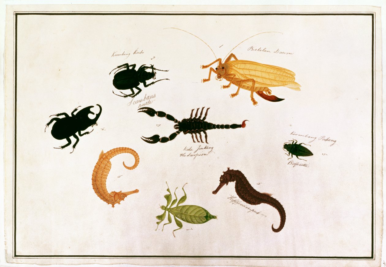 Koombang Kerbo, Bielalan Dawon, Kala Jinking, Koombang Padang, Hippocampus, z Rysunków zwierząt, owadów i gadów z Malakki, ok. 1805-18 (wc i gwasz na papierze) autorstwa Chinese School
