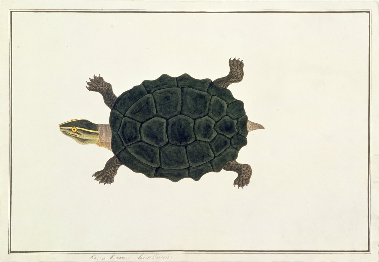 Żółw lądowy, Koora Koora, z Rysunków zwierząt, owadów i gadów z Malakki, ok. 1805-18 (wc i gwasz na papierze) autorstwa Chinese School